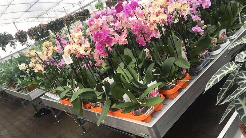 Greenville erneuert sich mit den Mobilproduktionstischen