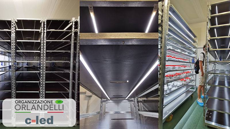 Neue Pflanzenwagen DC mit Beleuchtungsset von C-LED