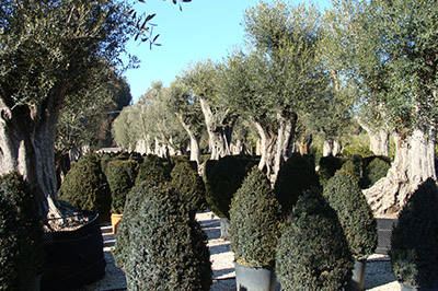 Tenutosi a Roma il Seminario tecnico "Landscape Design"