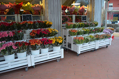 Réalisation magasin "Fiori Fiori" - Borgo Buggiano