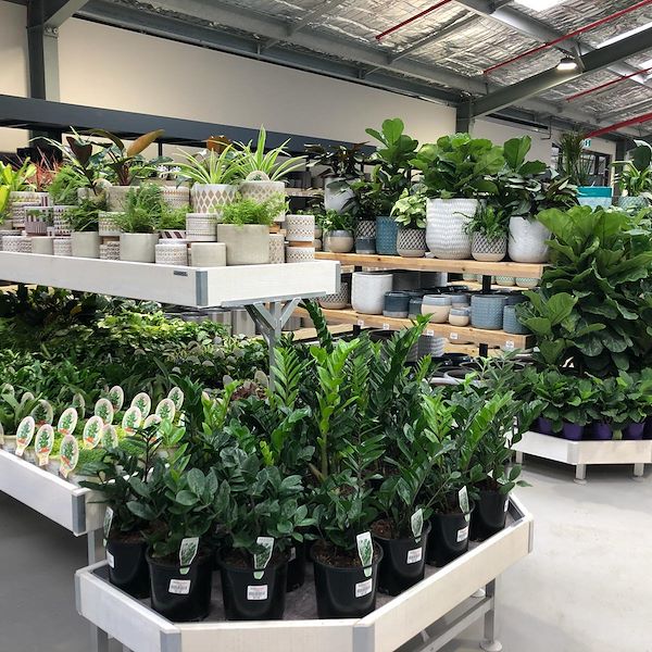 End cap Holzlinie AMOR