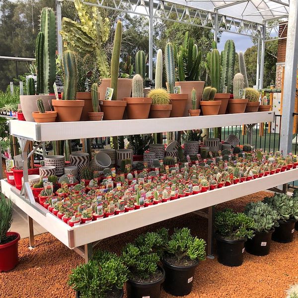 Erhobener Holztisch Linie AMOR