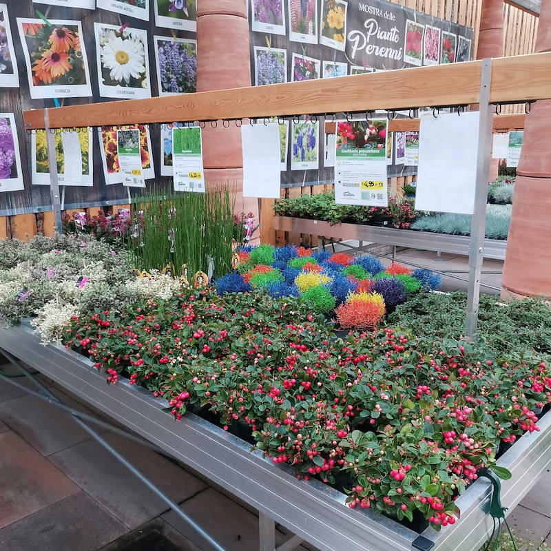 Holzplatten mit höhenverstellbaren Gestell für Verkaufstisch