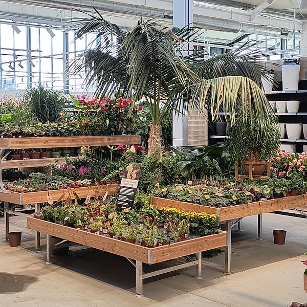 Zimmerpflanzen