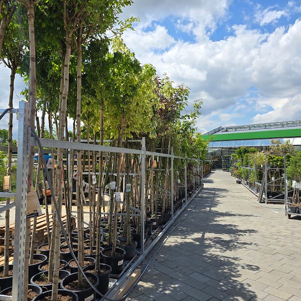 Die Eröffnung - PRAKTIS