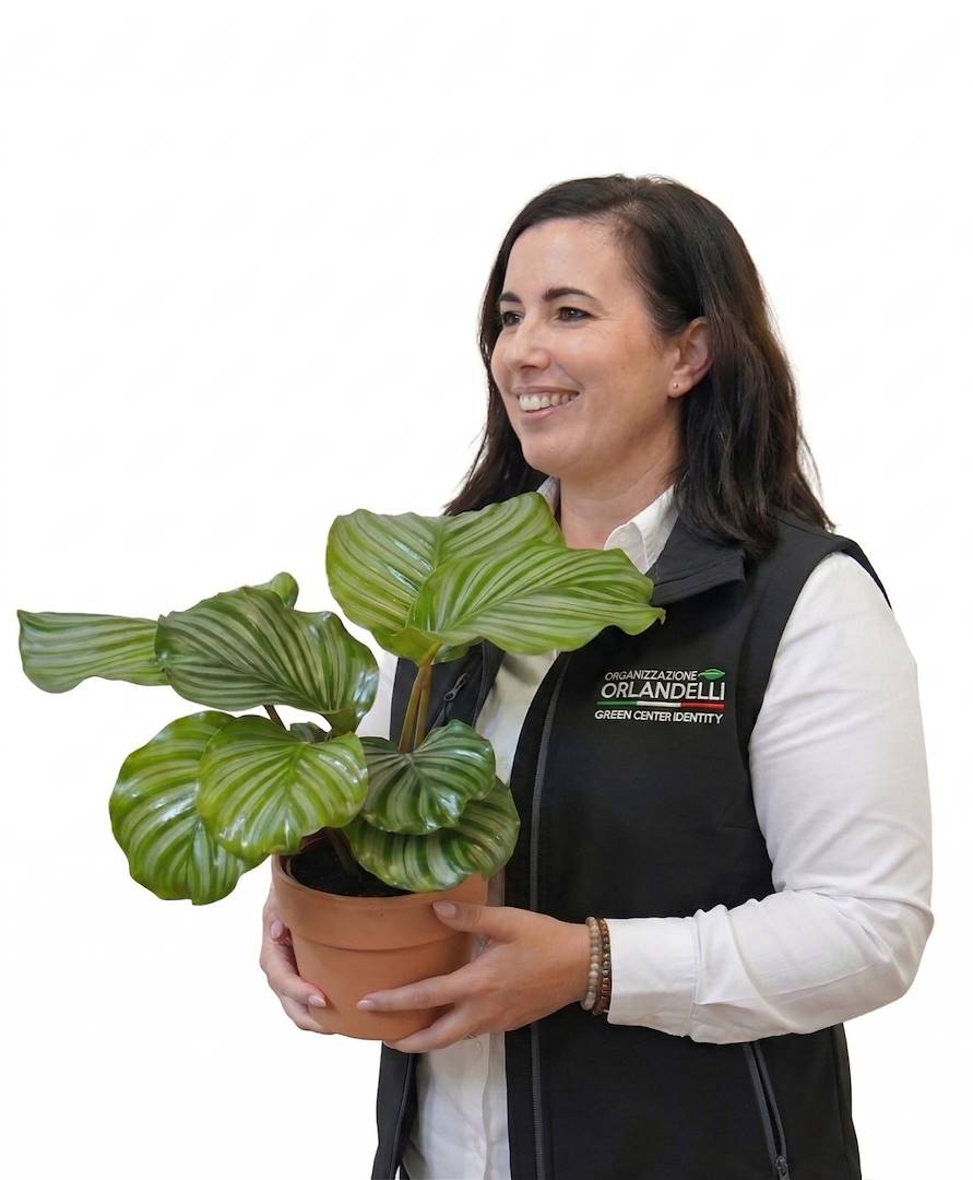 Irati Anda Solay