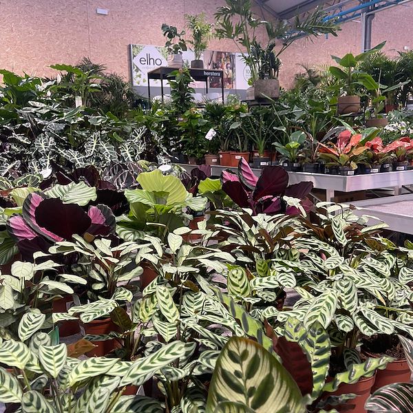 ENDGÜLTIGES ERGEBNIS DES GARTENZENTRUMS OFORNO