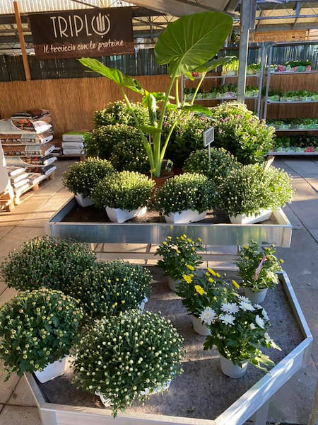 Agri Garden è Natali se renueva con soluciones Orlandelli