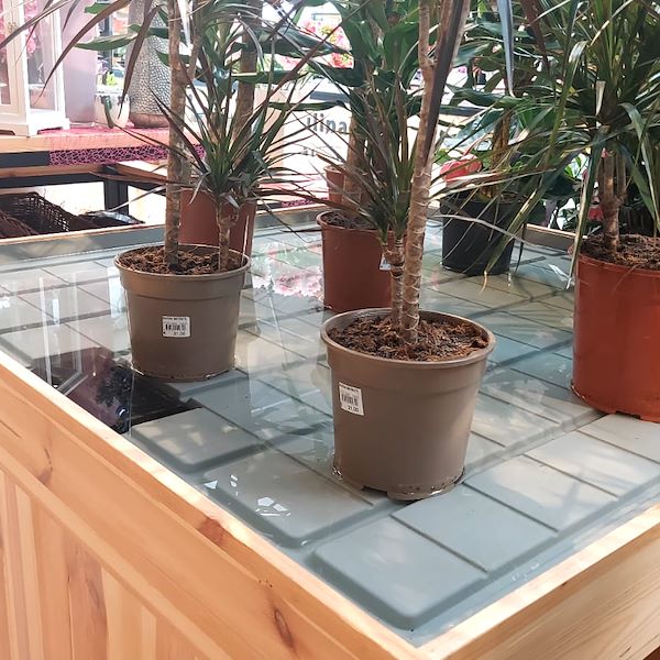 Das Gartencenter „Il Tulipano“ erstrahlt in neuem Stil