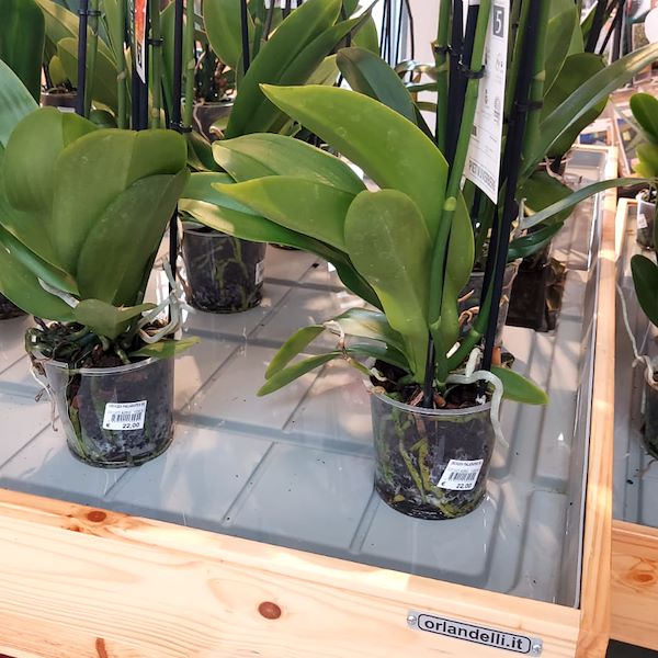 Das Gartencenter „Il Tulipano“ erstrahlt in neuem Stil