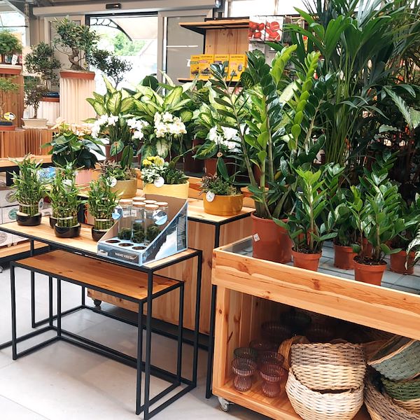 Le Garden Center Il Tulipano se renouvelle avec style