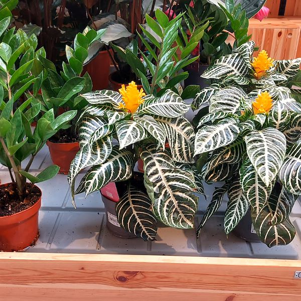 Das Gartencenter „Il Tulipano“ erstrahlt in neuem Stil