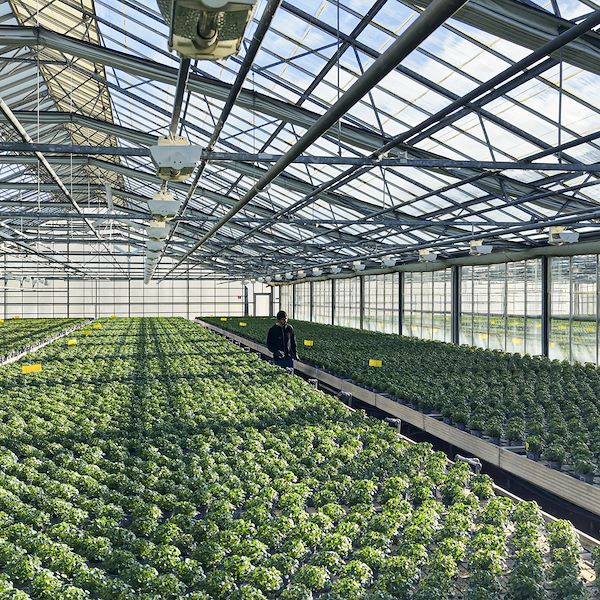 Der Roboter, der die Landwirtschaft revolutioniert, ist da: Rekordeffizienz in den Gewächshäusern der Zukunft