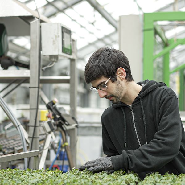Der Roboter, der die Landwirtschaft revolutioniert, ist da: Rekordeffizienz in den Gewächshäusern der Zukunft
