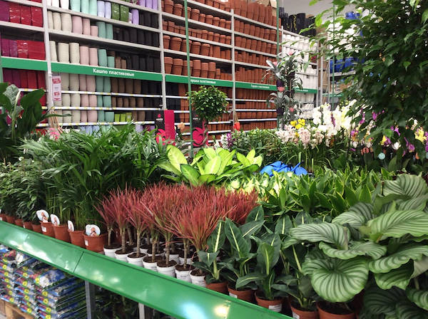 BauCenter présente le nouvel espace plantes & fleurs