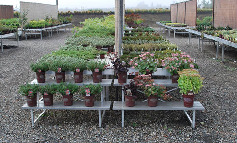 Blooming Nursery, Oregon (USA), an year later