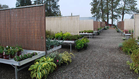Blooming Nursery, Oregon (USA), un an après la fourniture de tables et présentoirs en aluminium