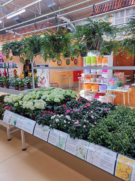 Centro de Jardinería Mundo Verde, remodelación del área dedicada a las plantas de interiores
