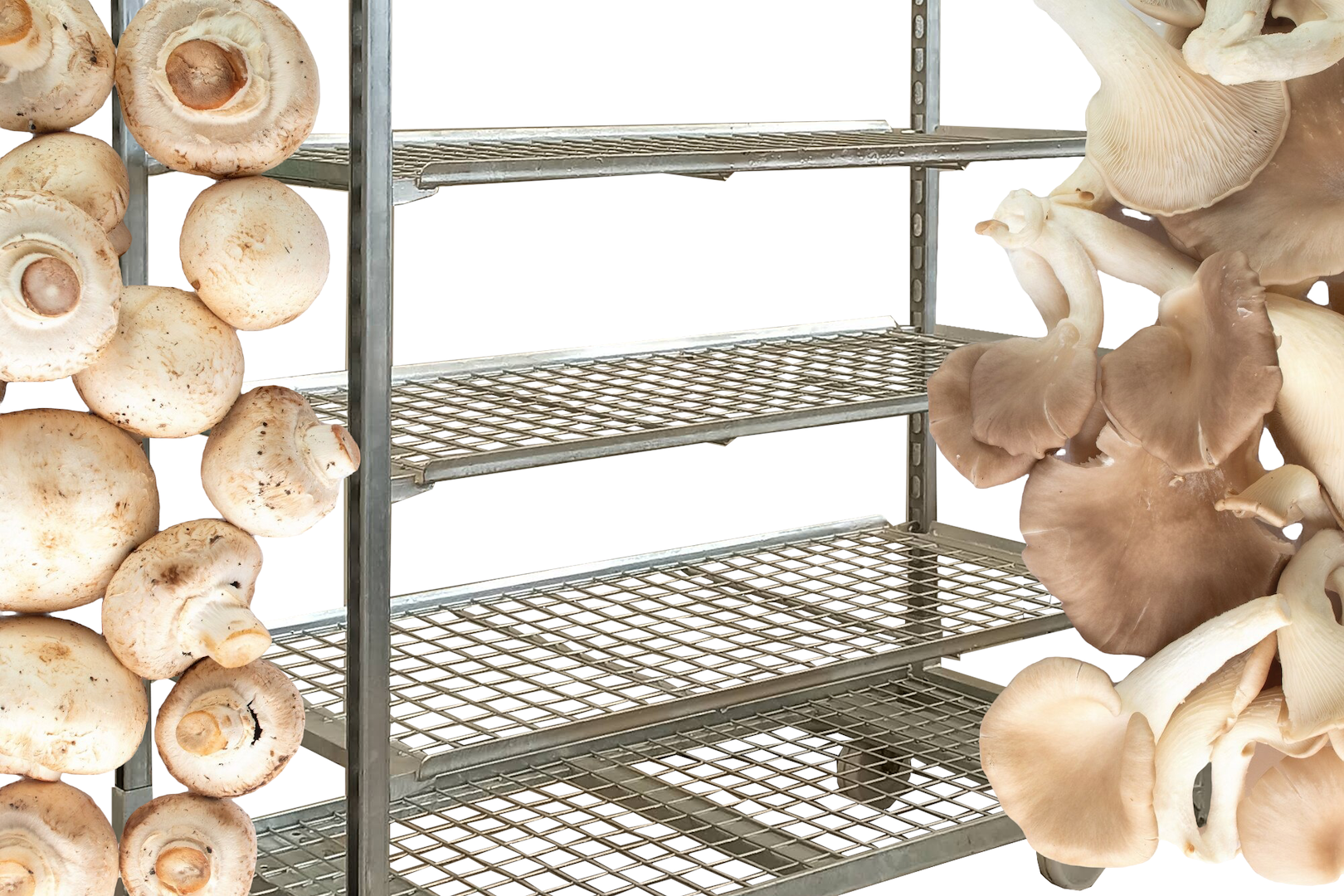 Carrelli a griglia per coltivare i funghi indoor