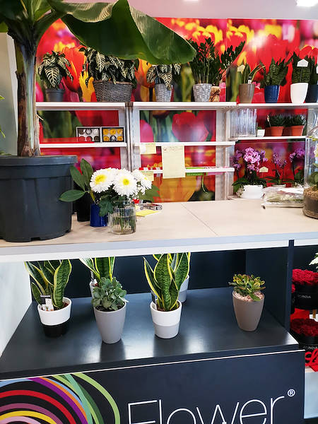 Die Oasi dei fiori in Mailand erhält ein neues, junges und elegantes Layout