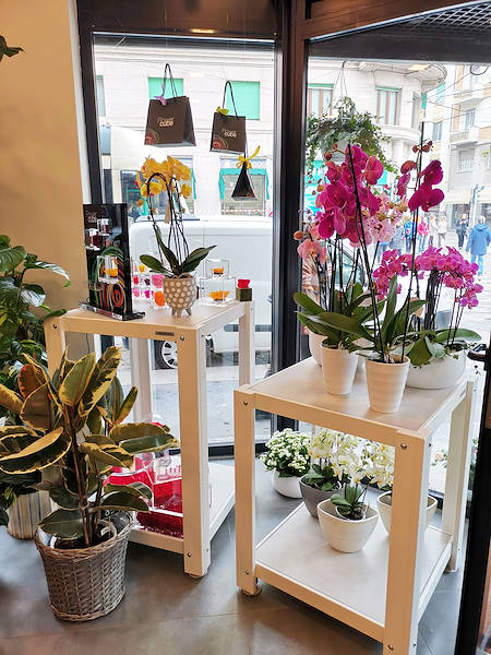 Die Oasi dei fiori in Mailand erhält ein neues, junges und elegantes Layout