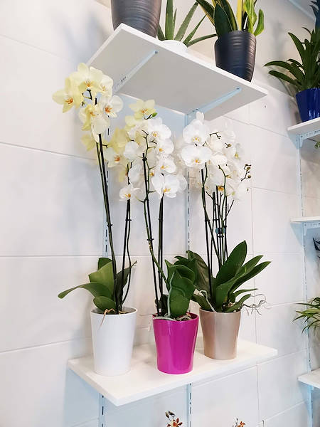 Die Oasi dei fiori in Mailand erhält ein neues, junges und elegantes Layout