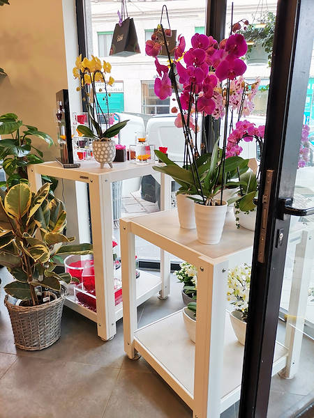 Die Oasi dei fiori in Mailand erhält ein neues, junges und elegantes Layout