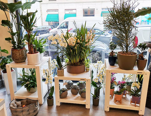 Die Oasi dei fiori in Mailand erhält ein neues, junges und elegantes Layout