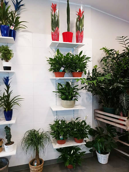 El Oasi dei fiori de Milán se renueva con un diseño juvenil y elegante