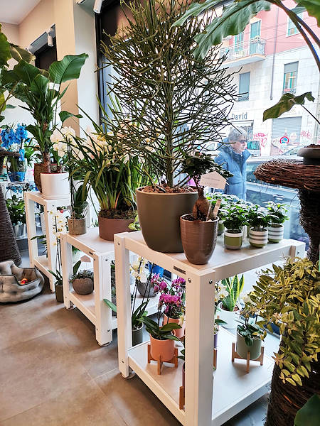 El Oasi dei fiori de Milán se renueva con un diseño juvenil y elegante