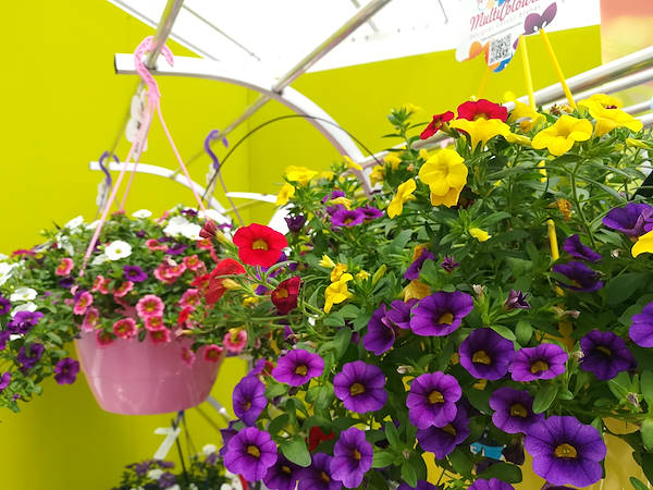 FlowerTrials 2017