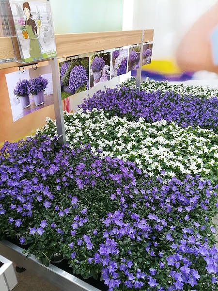 FlowerTrials 2017