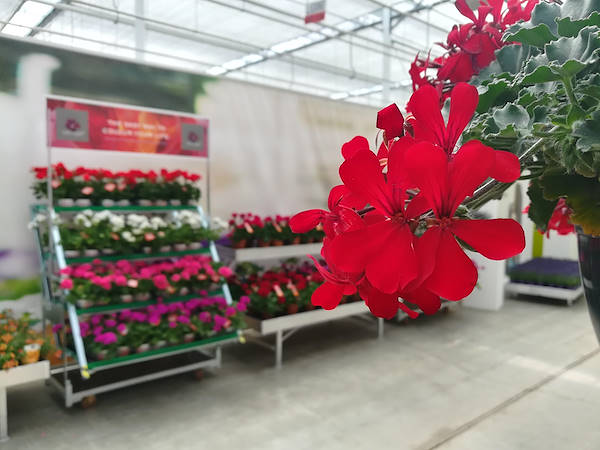 FlowerTrials 2017