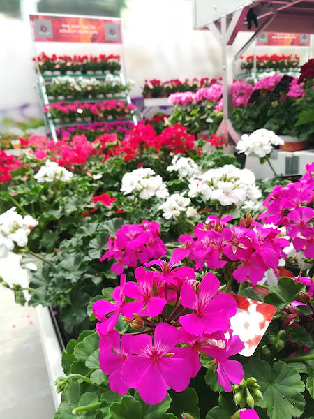 FlowerTrials 2017