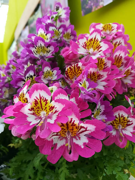 FlowerTrials 2017
