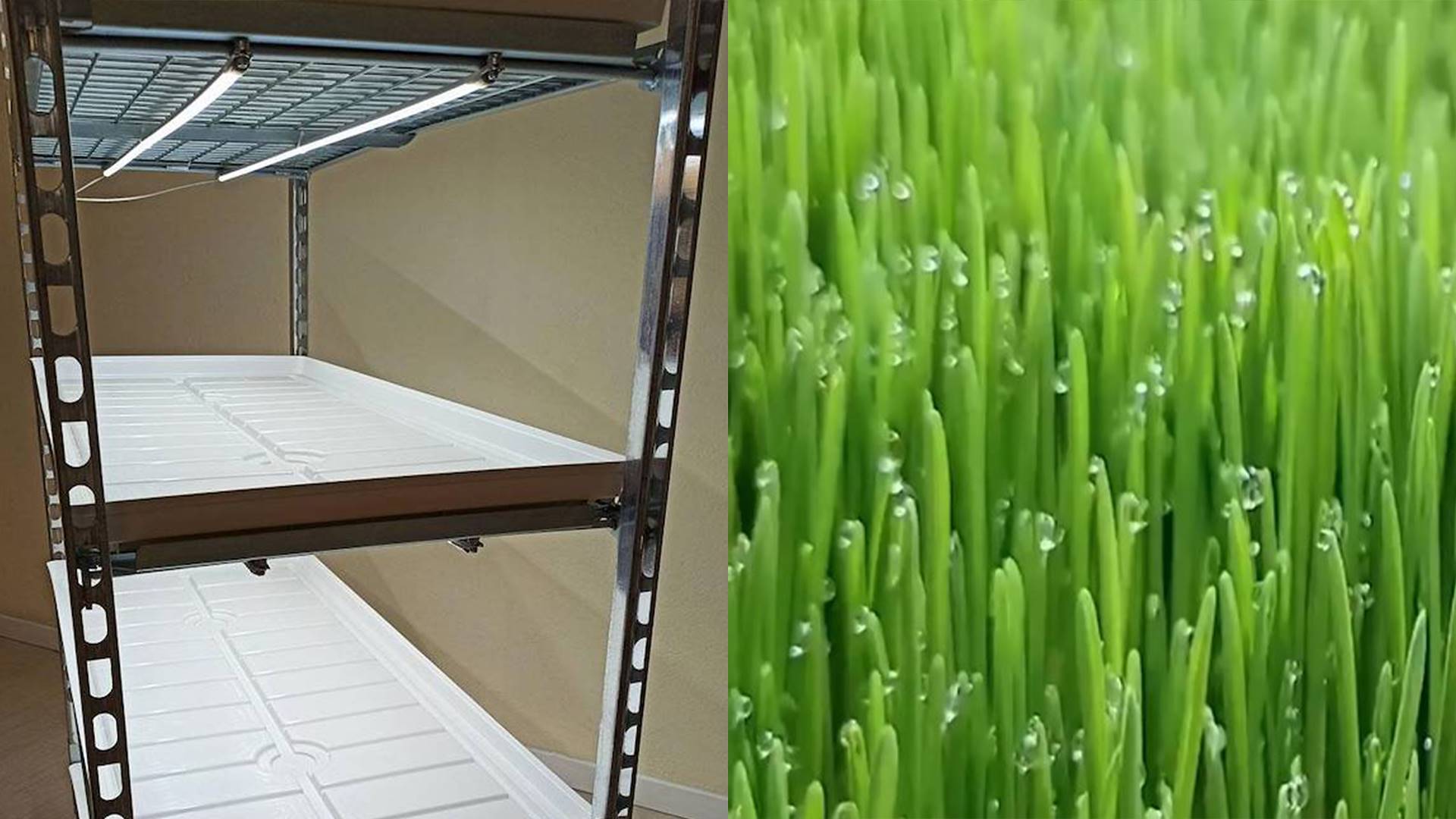 Anbau von Futtermitteln in einer hydroponischen „vertikalen Farm“ im Innenbereich