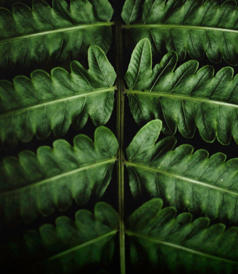 Garden Trends 2018 Report - Erster Teil