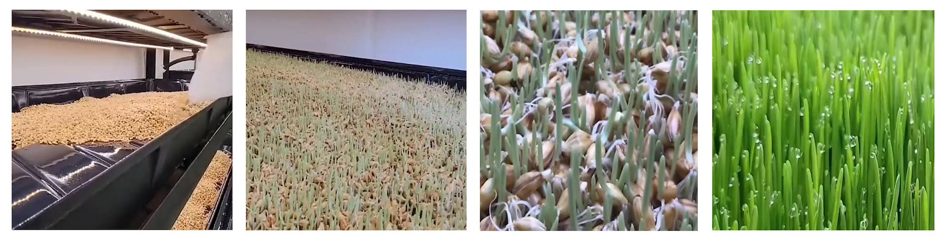 Growing Fodder in an Indoor Hydroponic Vertical Farm