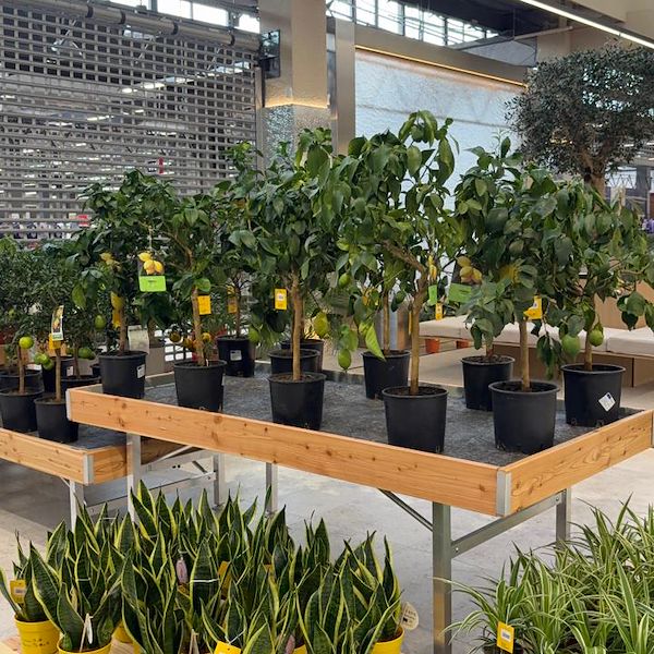 Gurt Flora wählt die Möbel von Orlandelli für seinen imposanten Store in Kiew