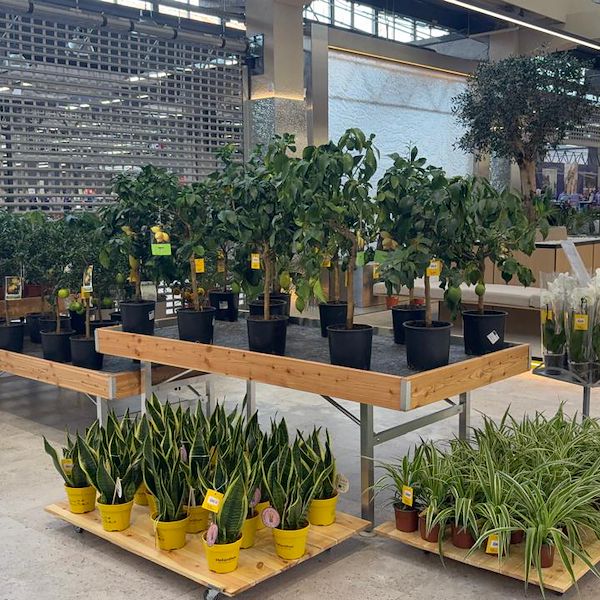 Gurt Flora wählt die Möbel von Orlandelli für seinen imposanten Store in Kiew