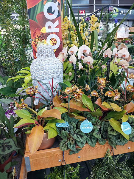 Iberflora 2021: откройте для себя стенд Орланделли
