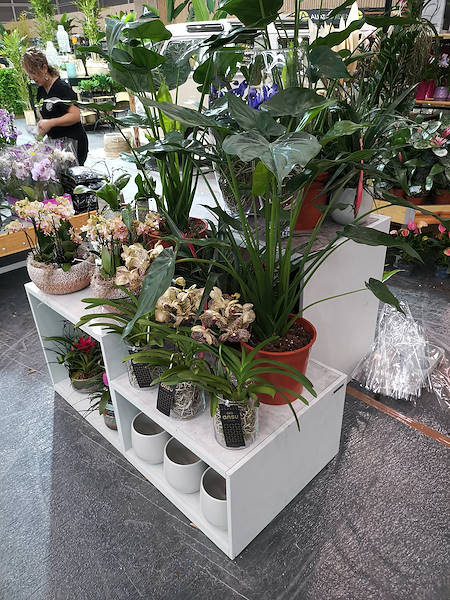 Iberflora 2021: découvrez l'exposition Orlandelli