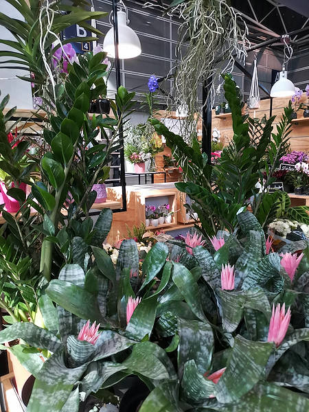 Iberflora 2021: discover the Orlandelli exhibition