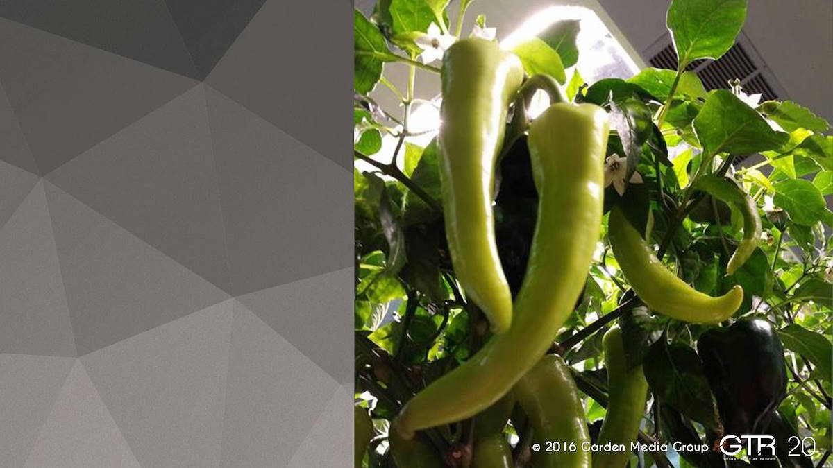 Investigación en la Función de los Jardines 2017
