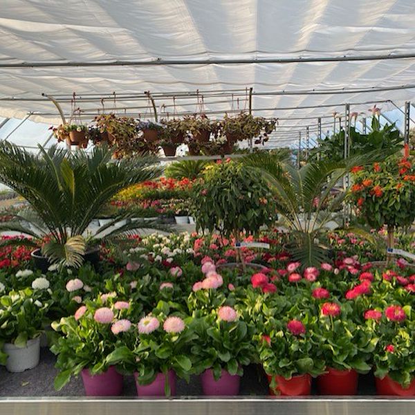 JARDINERIE DU CHÊNE – Anthy-sur-Léman, France
