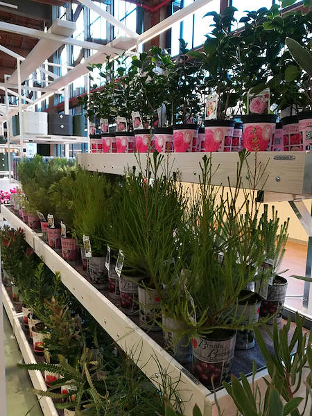 La Serra von Flora Toscana ist eröffnet