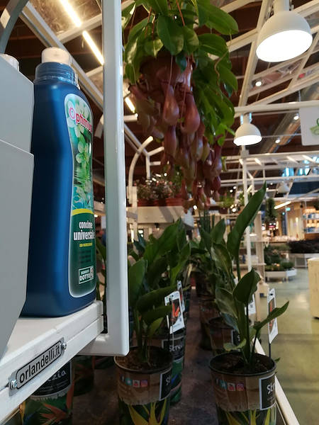 La Serra von Flora Toscana ist eröffnet