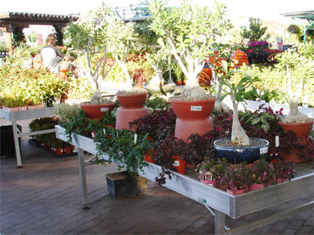 Les tables de Orlandelli en Arizona