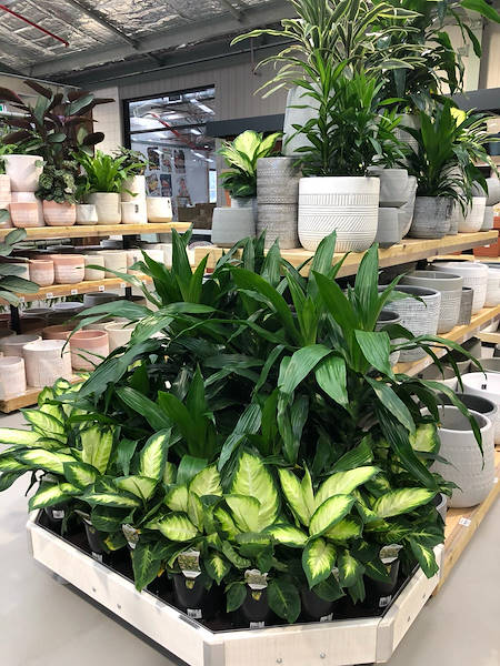 Neuer Garten Center Flower Power“