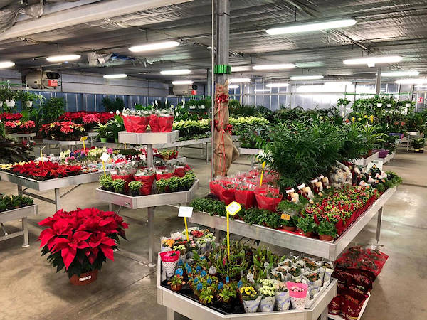 Neues Ausstellungskonzept für Legnaia Vivai